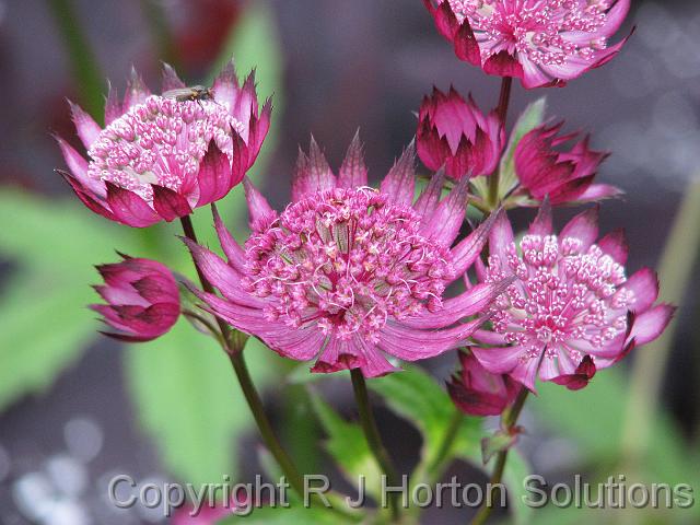 Astrantia Pink